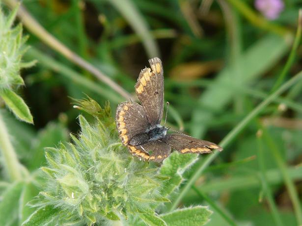 da identificare - Polyommatus (Meleageria) bellargus