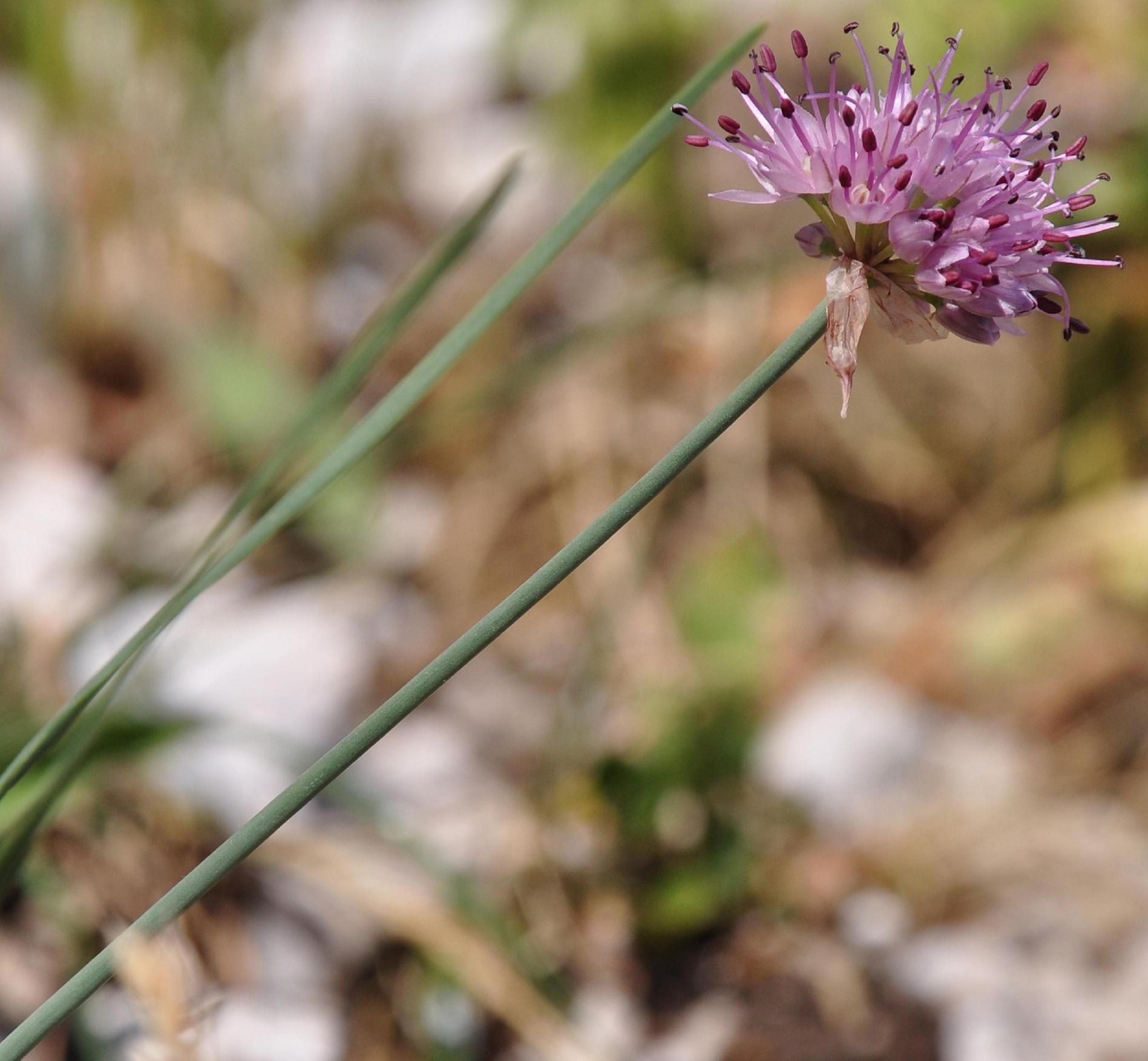 Allium strictum / Aglio sottile