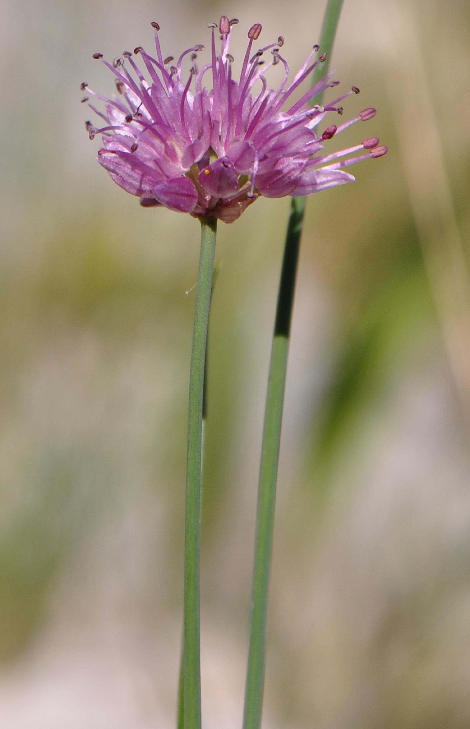 Allium strictum / Aglio sottile
