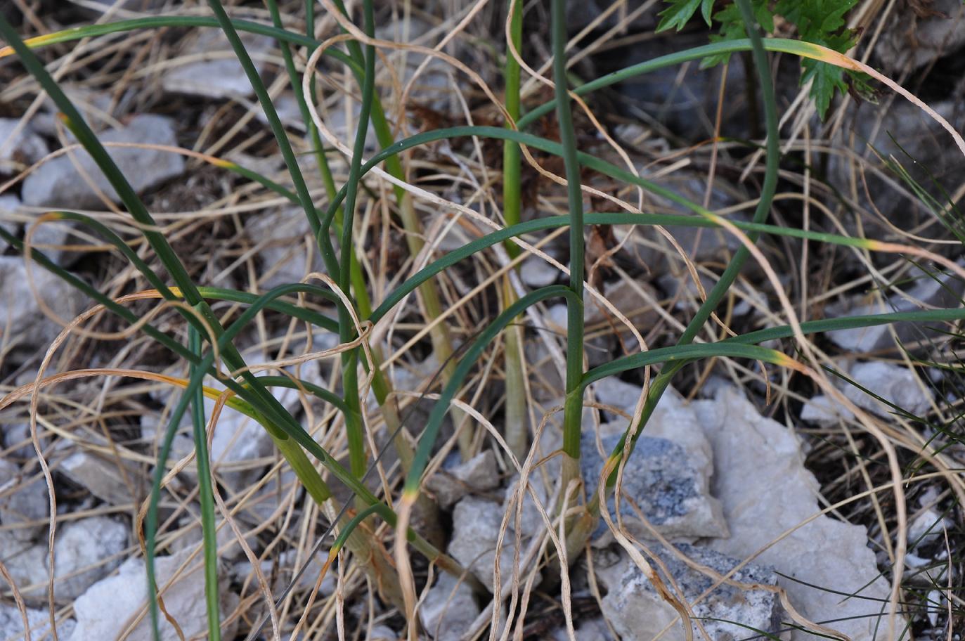 Allium strictum / Aglio sottile