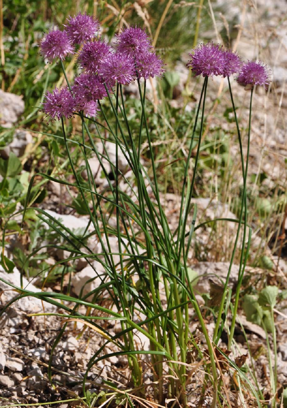 Allium strictum / Aglio sottile