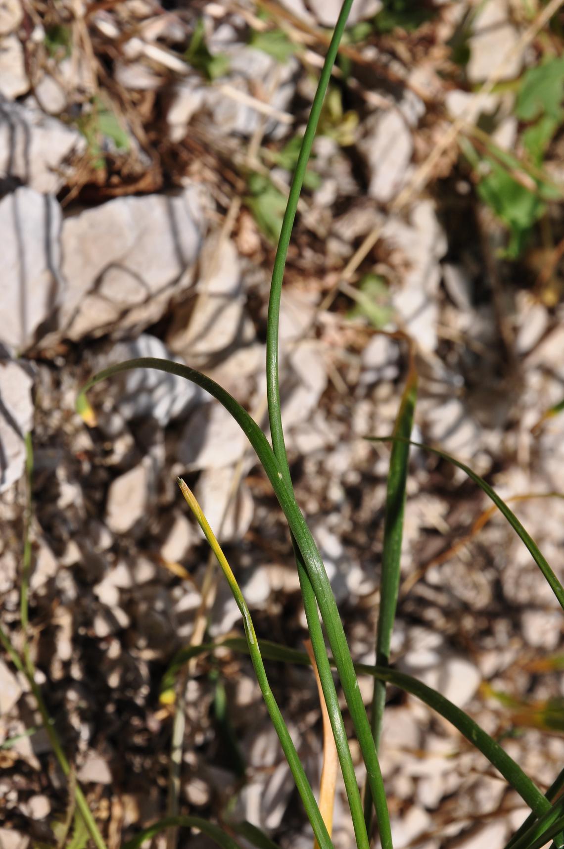 Allium strictum / Aglio sottile