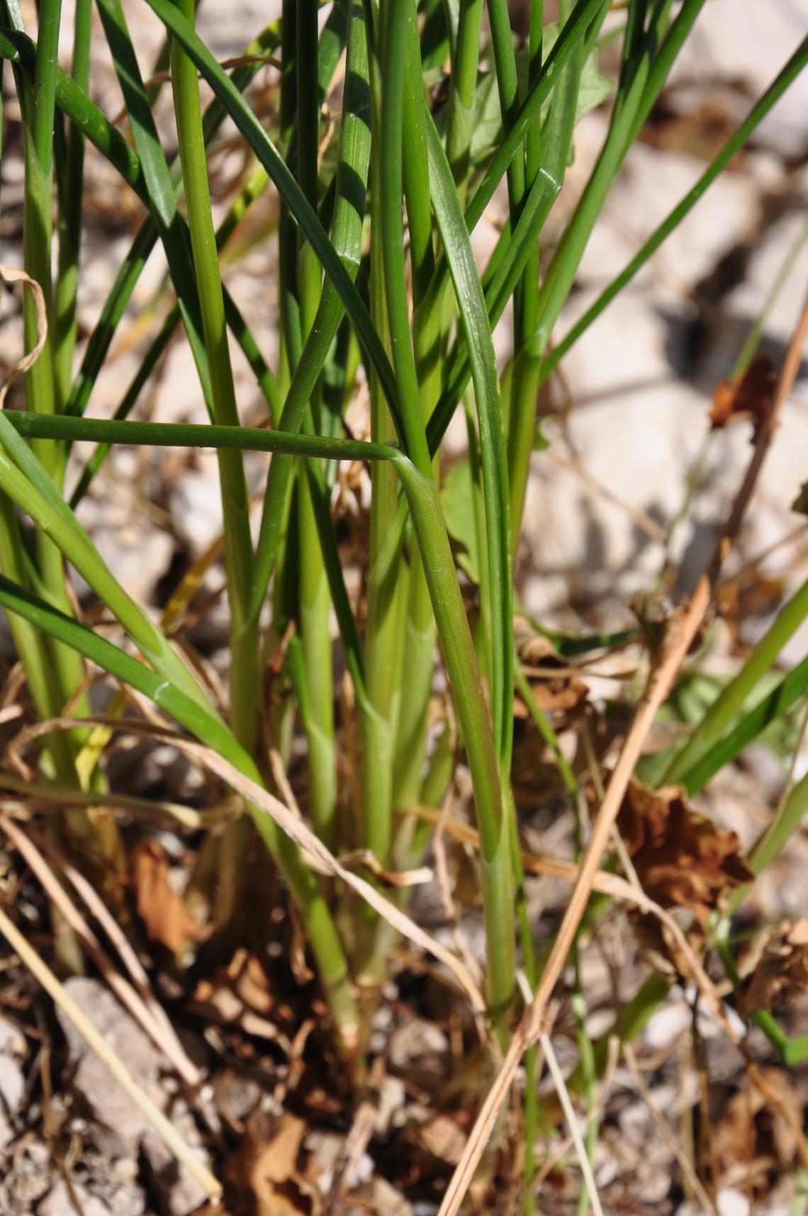 Allium strictum / Aglio sottile
