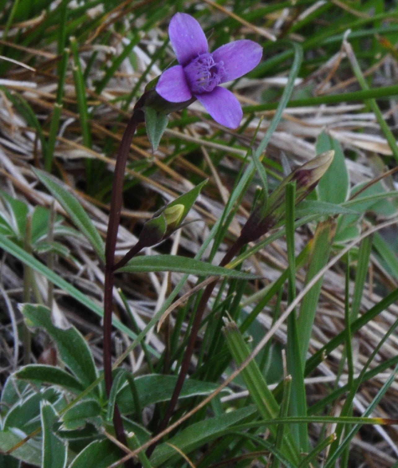 Gentianella columnae