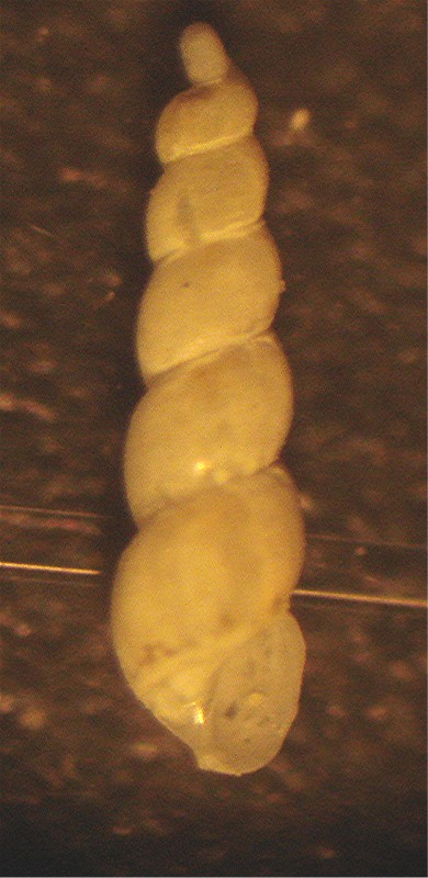 Ebala sp.?