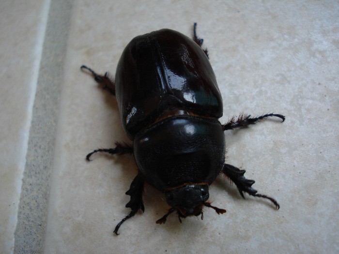 femmina di Oryctes nasicornis