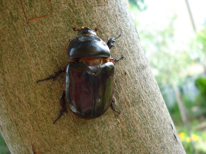 femmina di Oryctes nasicornis