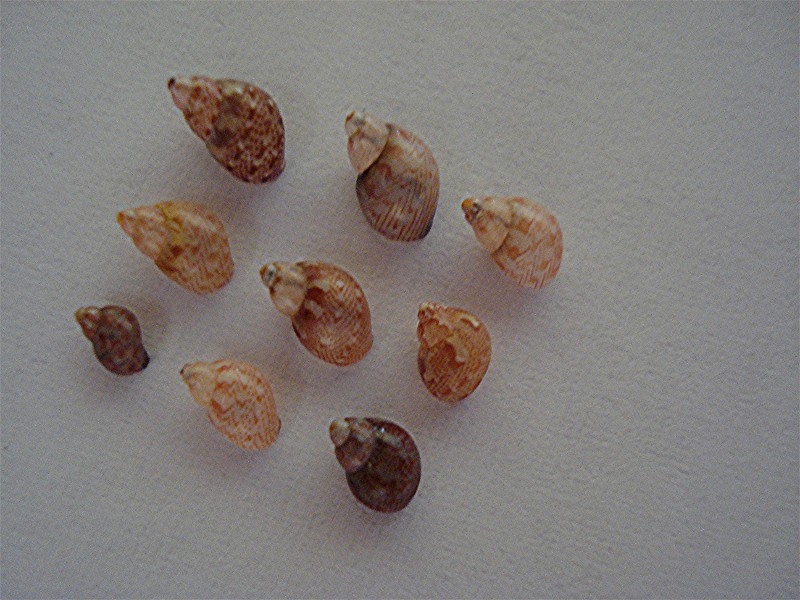 Da detrito di spiaggia di Minorca