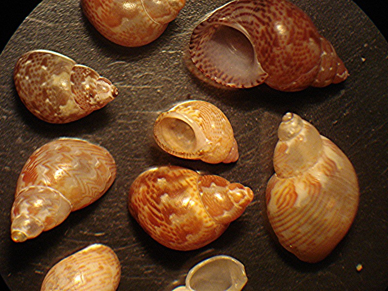 Da detrito di spiaggia di Minorca