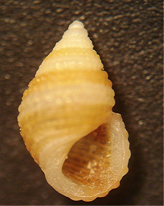 Alvania geryonia