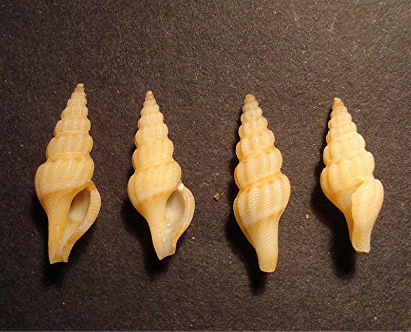 Ostia spiaggia (Conidae)