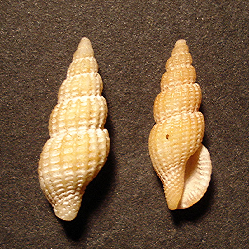 Ostia spiaggia (Conidae)