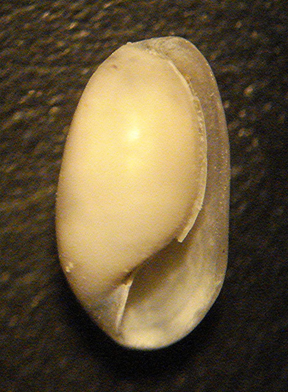 Cylichna?