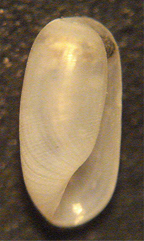 Cylichna?