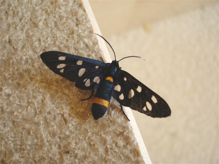 Farfallina strana: Amata phegea