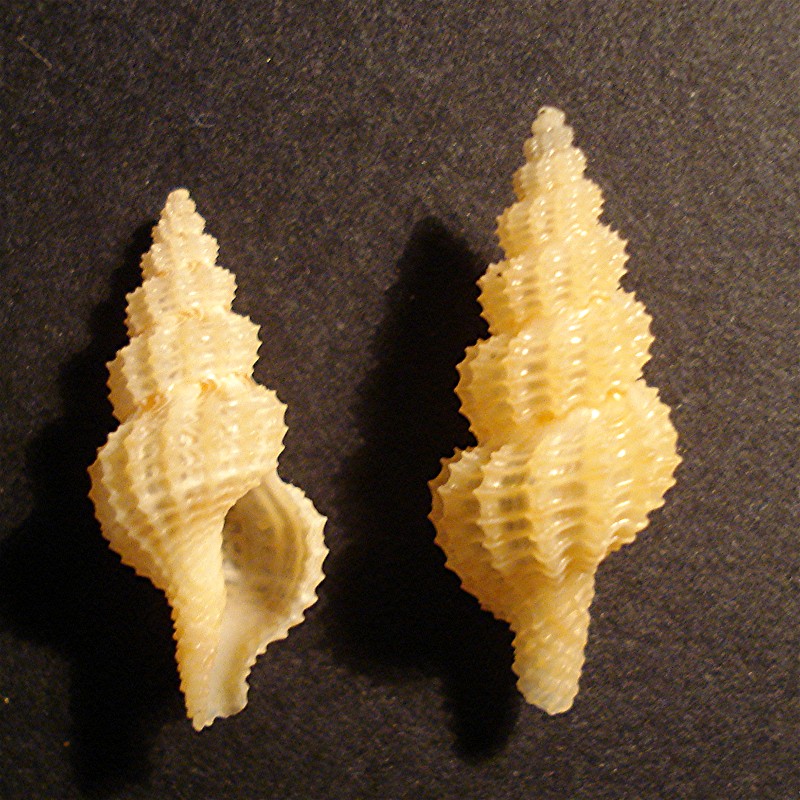 Ostia spiaggia (Fasciolariidae)
