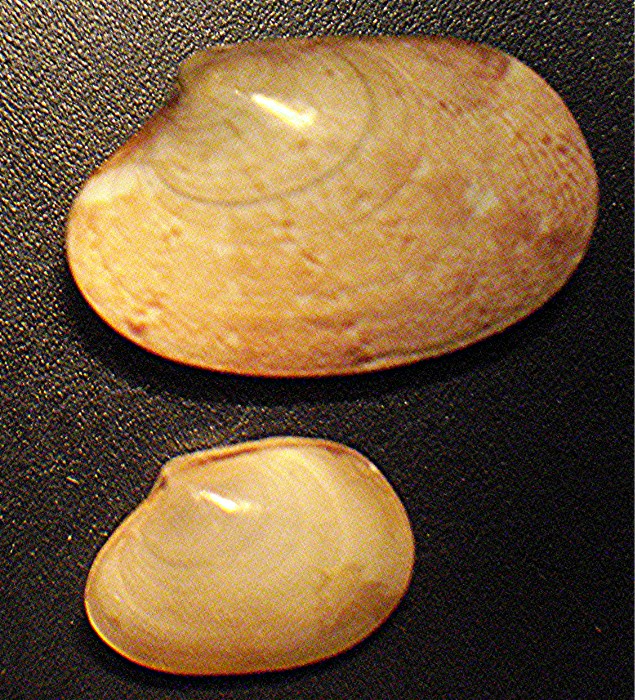 V. lucens