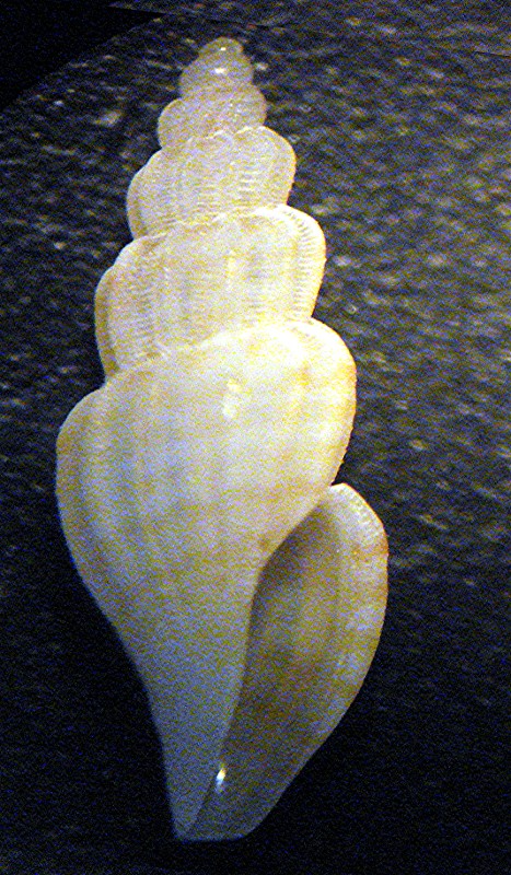 Mangelia