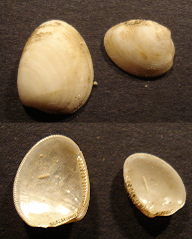 Nuculidae