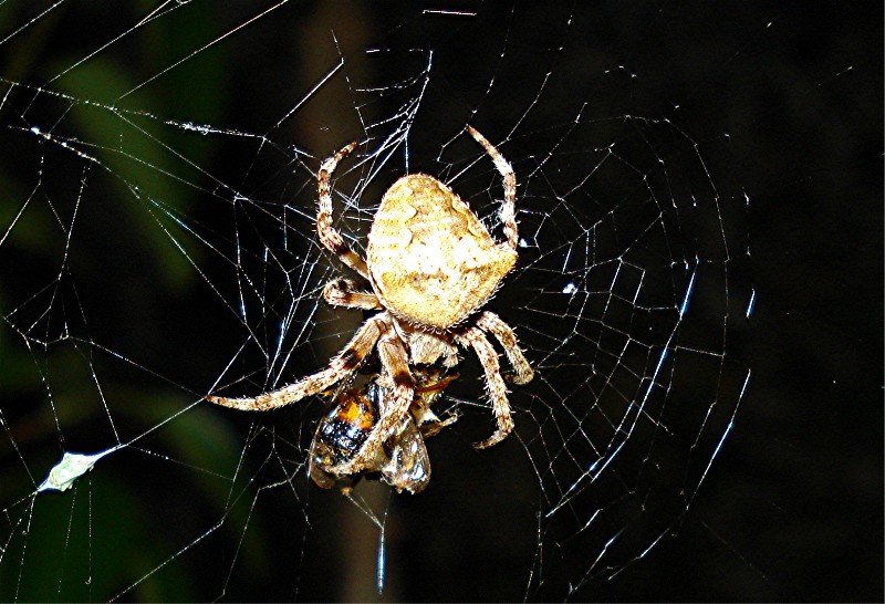 Araneus angulatus