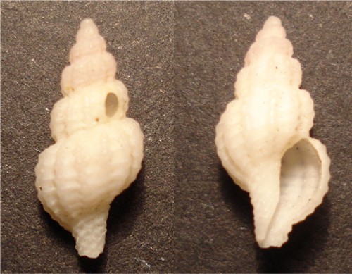 Ostia spiaggia (Conidae)