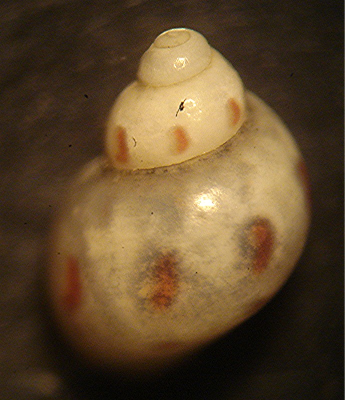 Da detrito di spiaggia di Minorca