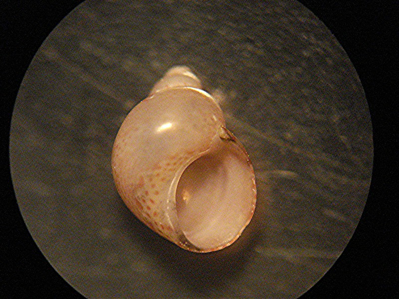 Da detrito di spiaggia di Minorca