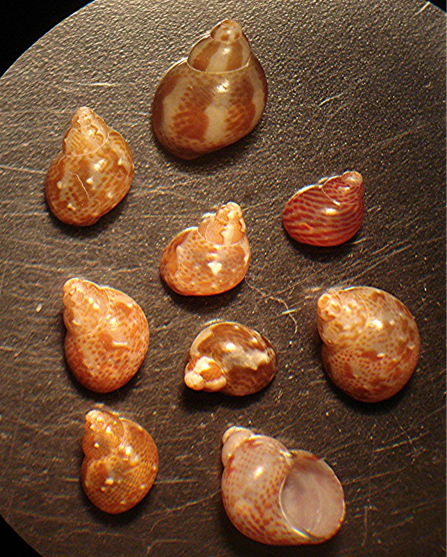 Da detrito di spiaggia di Minorca