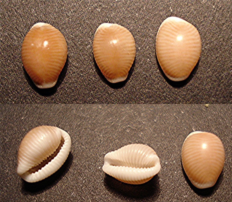 Ostia spiaggia (Triviidae)