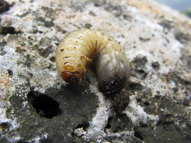 Larva di Cetoniidae dal composter.