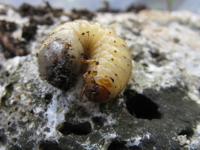 Larva di Cetoniidae dal composter.