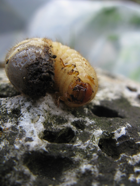 Larva di Cetoniidae dal composter.