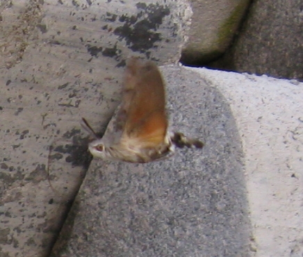 Macroglossum stellatarum