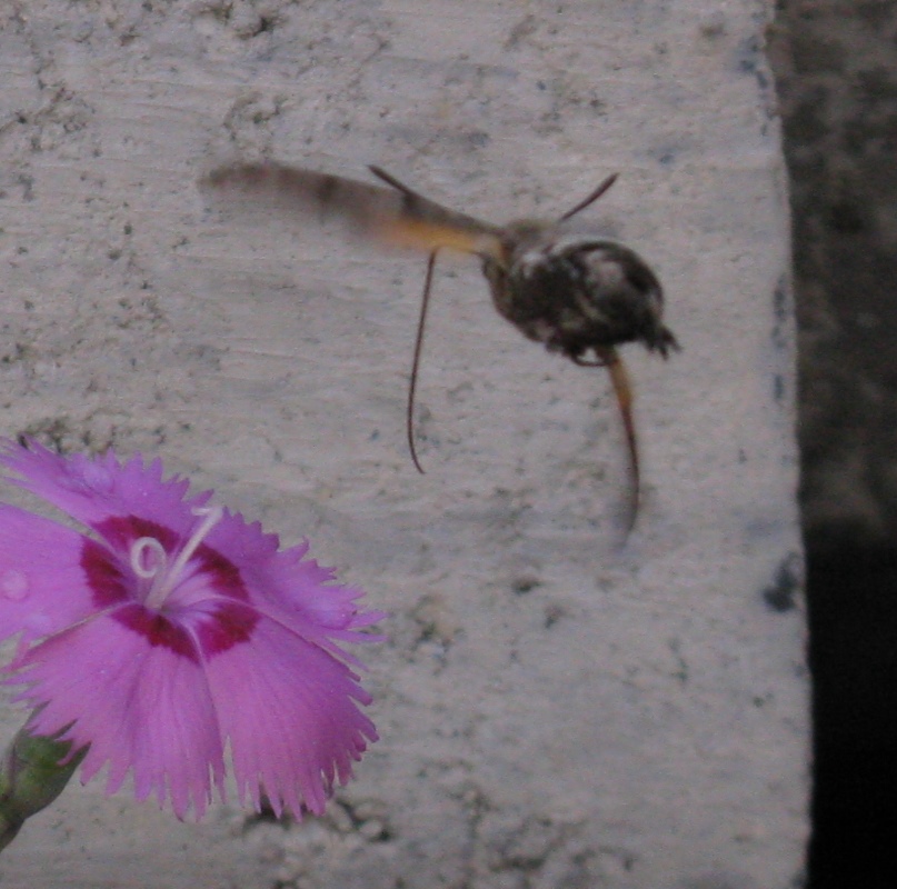 Macroglossum stellatarum