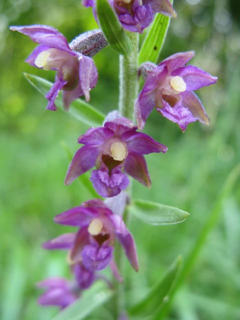 Epipactis atrorubens ...     FIORE PROVAGNA 29/06/08