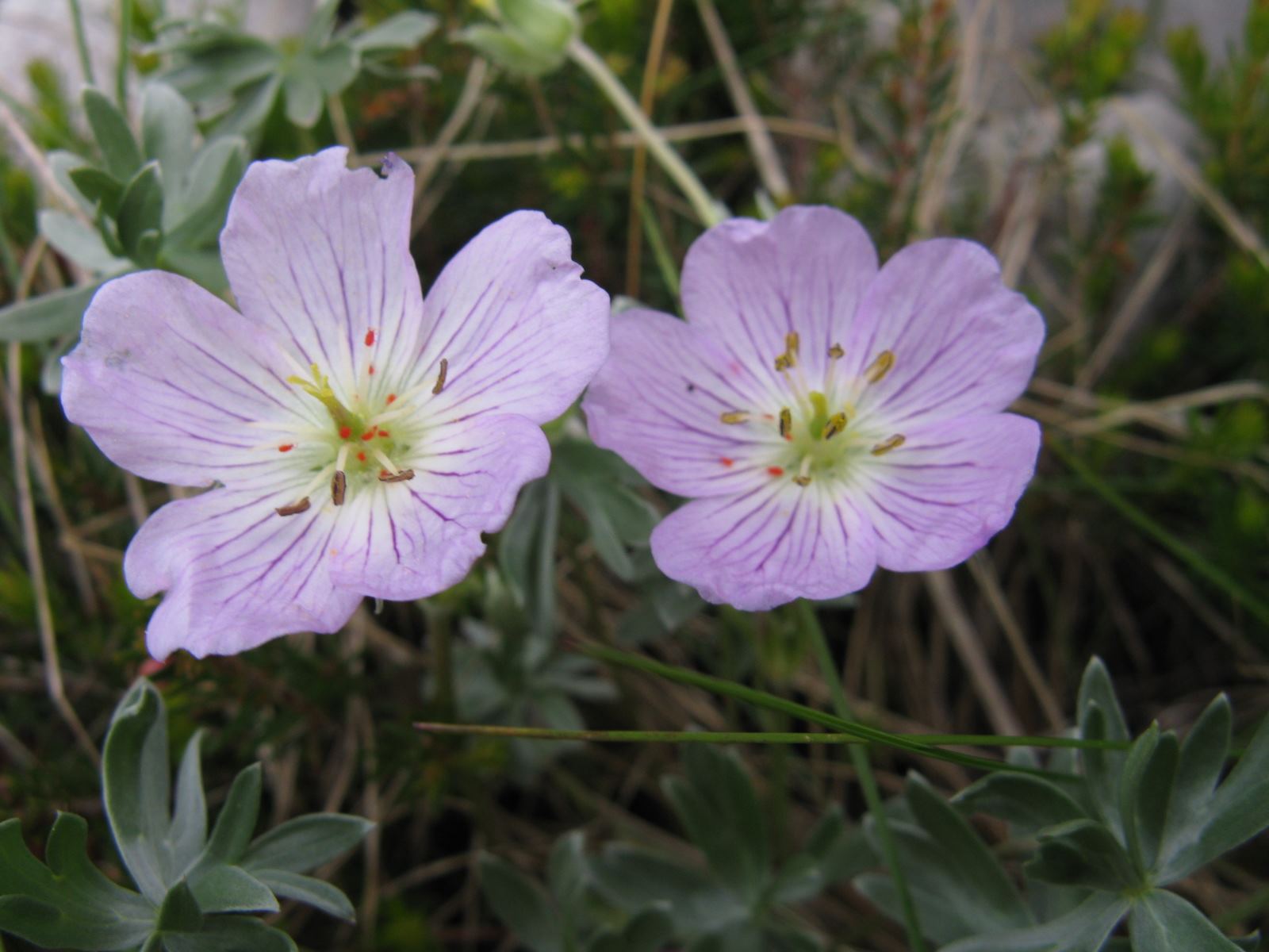 Geranium argenteum / Geraneo argenteo