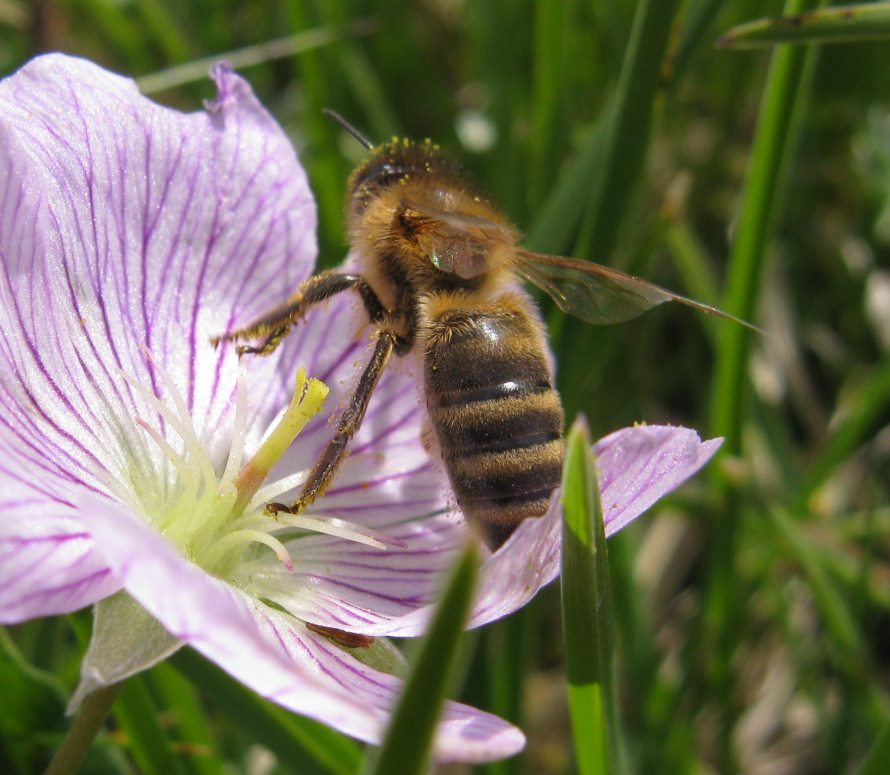 Geranium argenteum / Geraneo argenteo