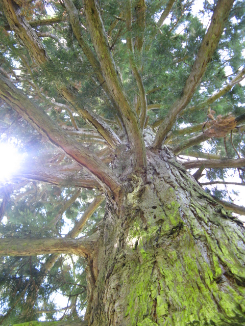 LA SEQUOIA CHE HA RESISTITO AL VAJONT