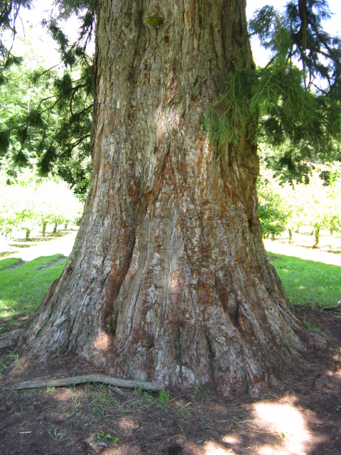 LA SEQUOIA CHE HA RESISTITO AL VAJONT