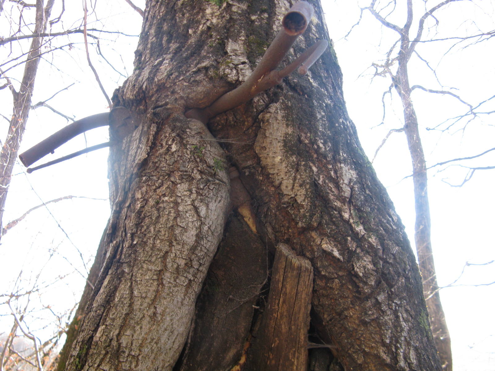 L''albero della bicicletta