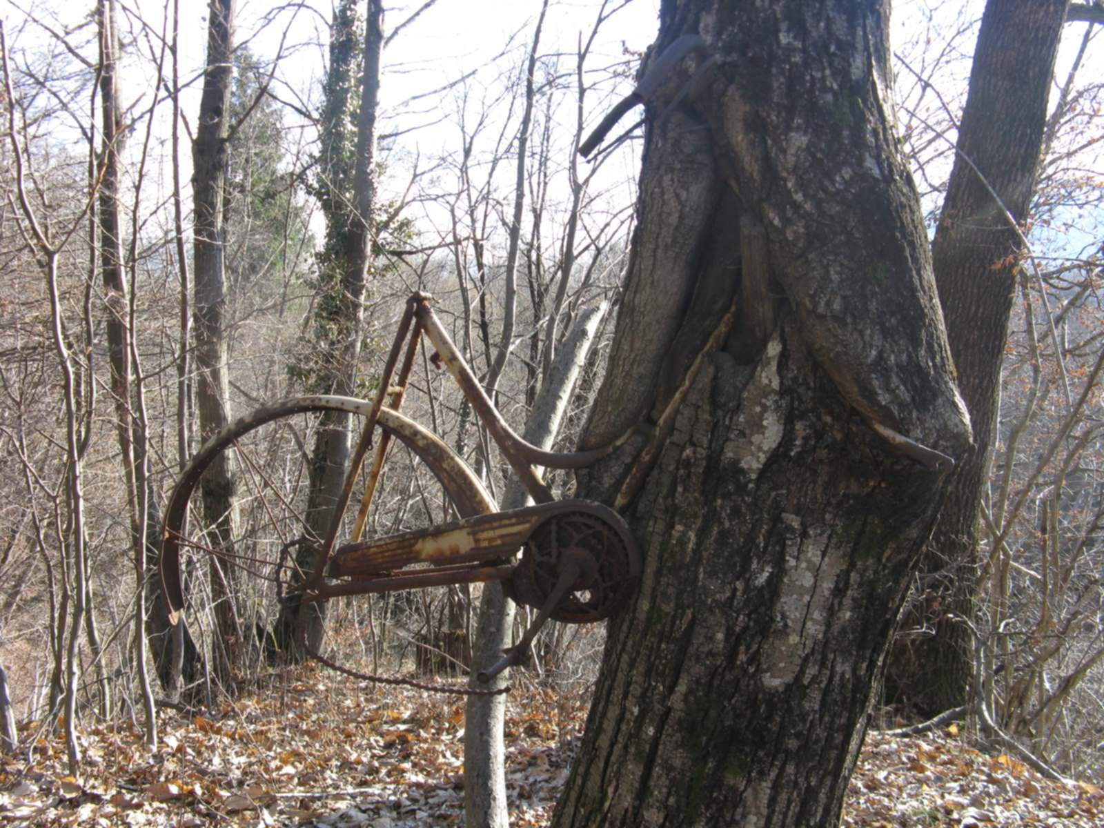 L''albero della bicicletta