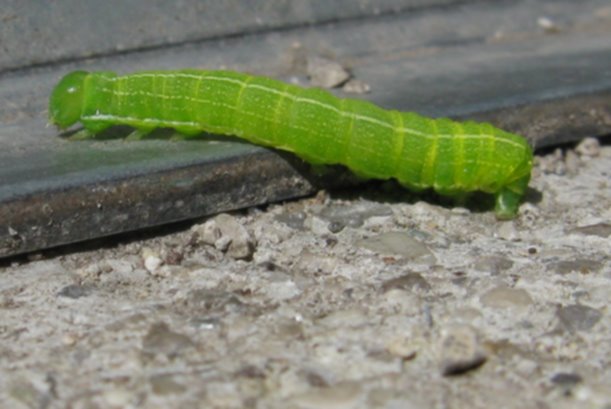 Bruco Bellunese da identificare