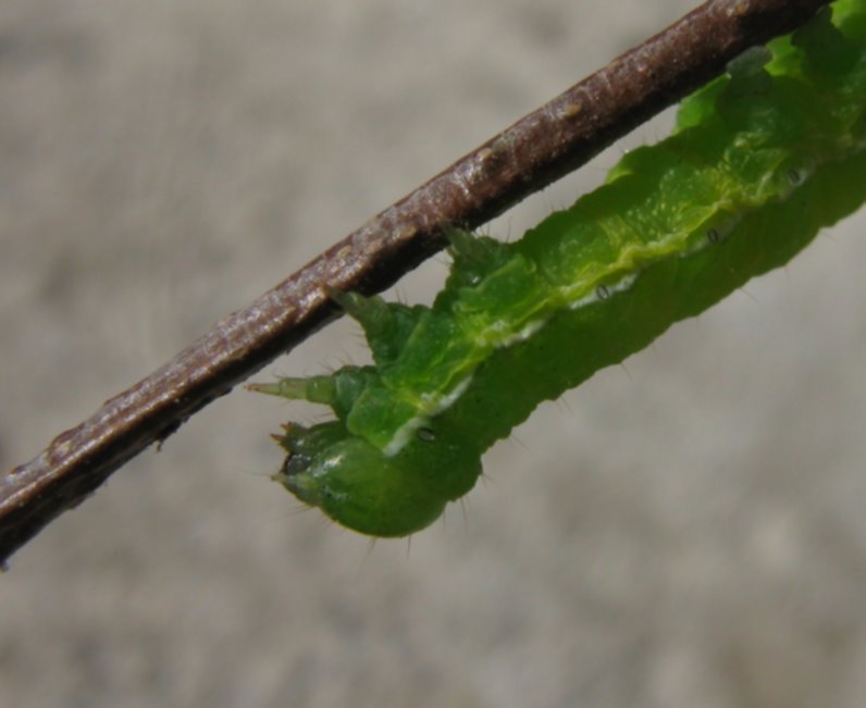 Bruco Bellunese da identificare