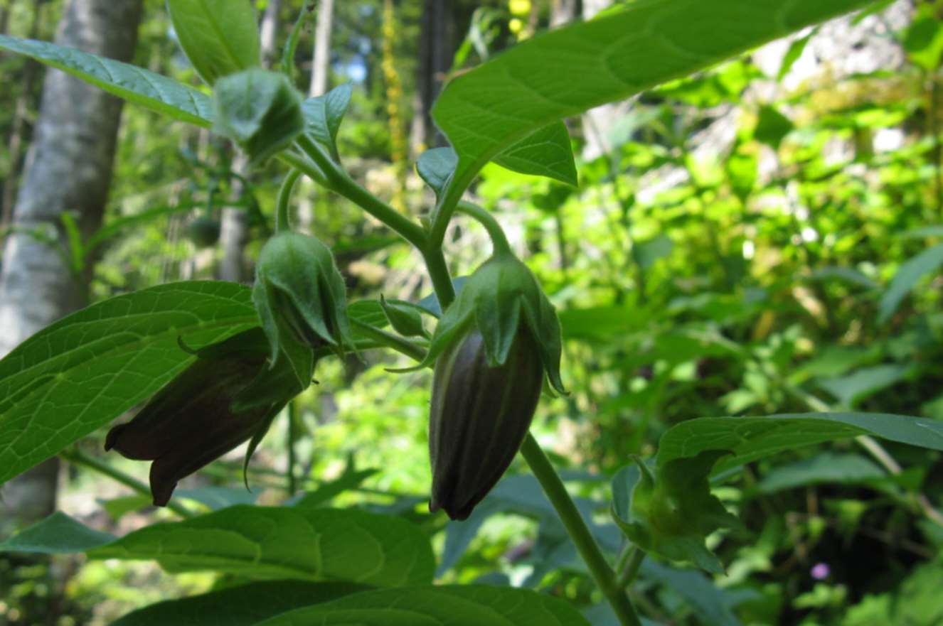 Atropa bella-donna / Belladonna