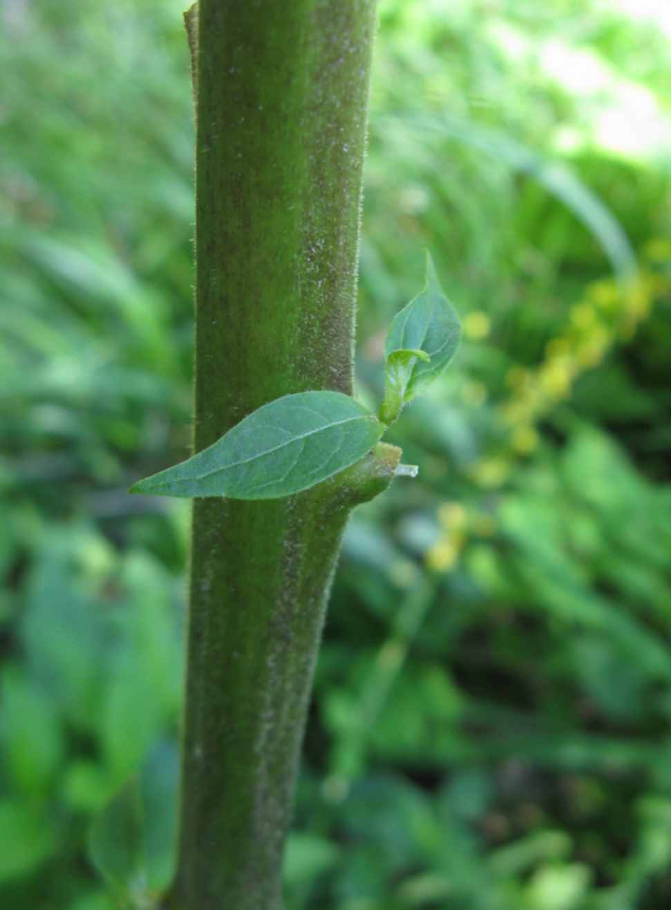 Atropa bella-donna / Belladonna