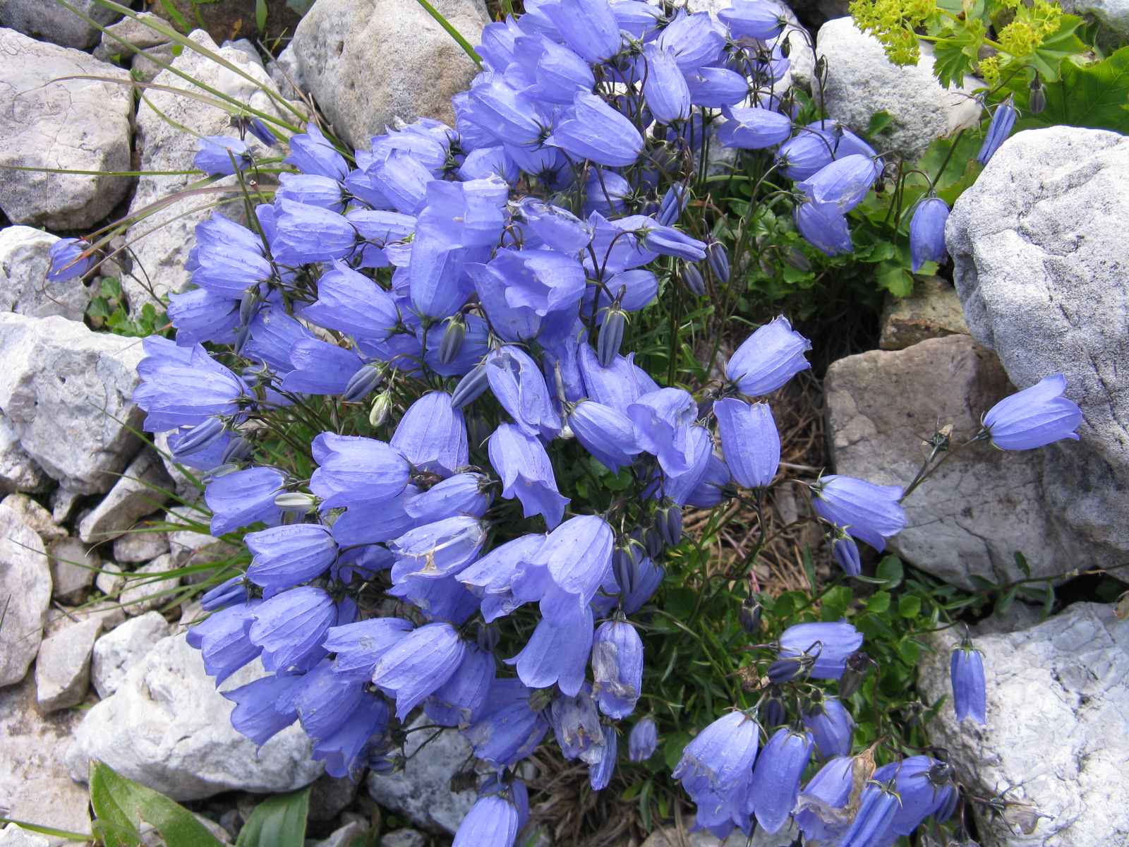 Campanula cochleariifolia / Campanula a foglie di coclearia