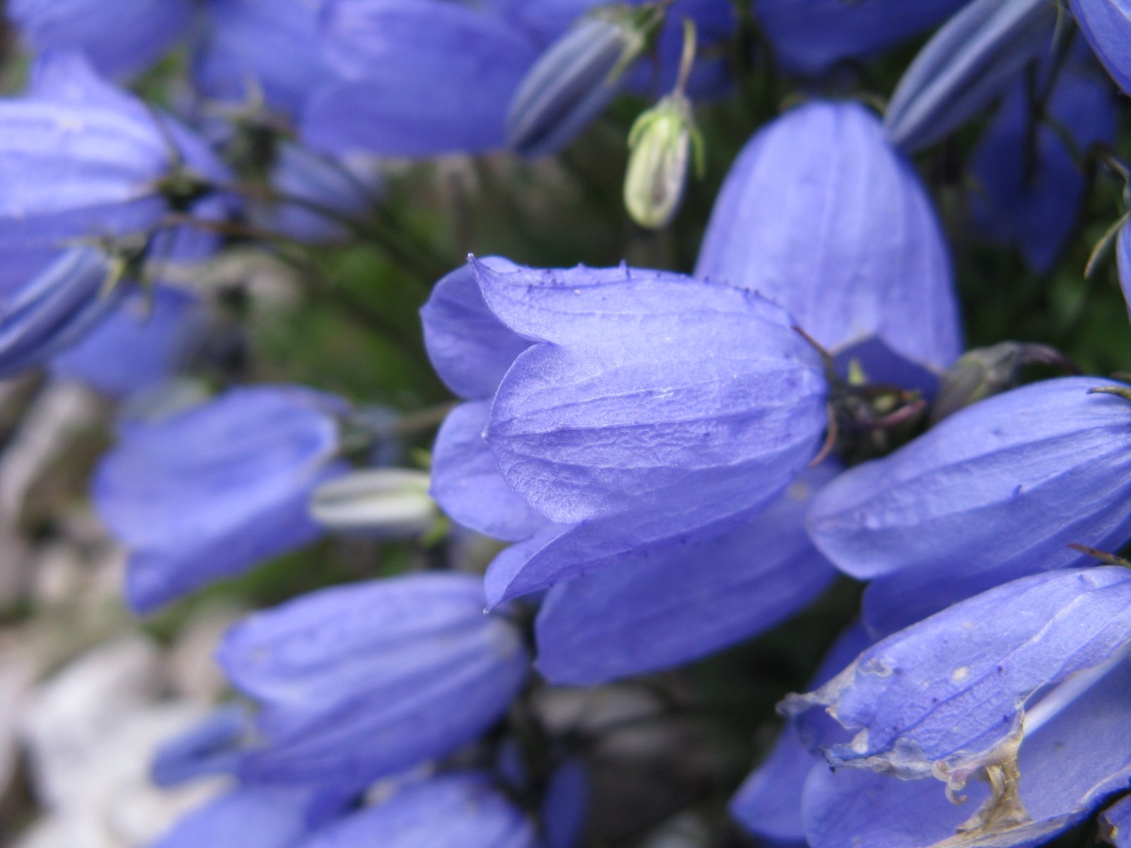 Campanula cochleariifolia / Campanula a foglie di coclearia