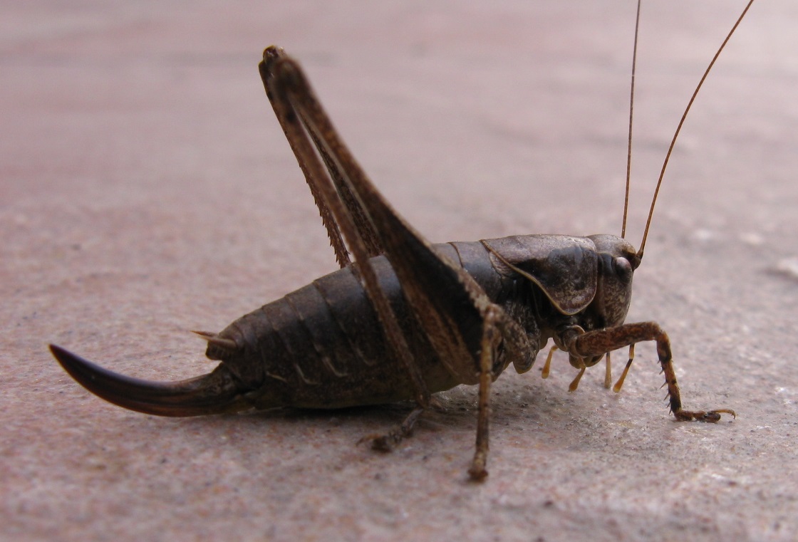 Pholidoptera griseoaptera longaronese