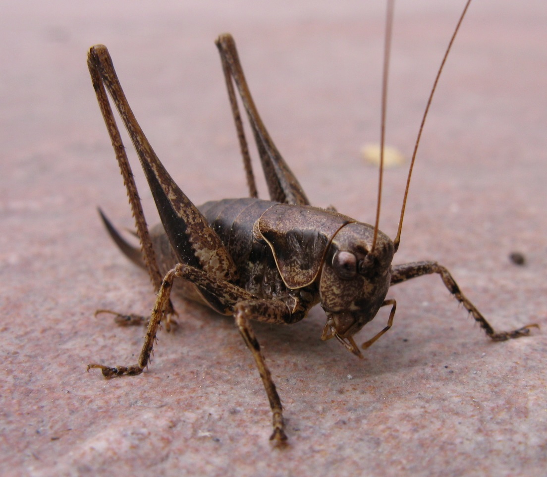 Pholidoptera griseoaptera longaronese