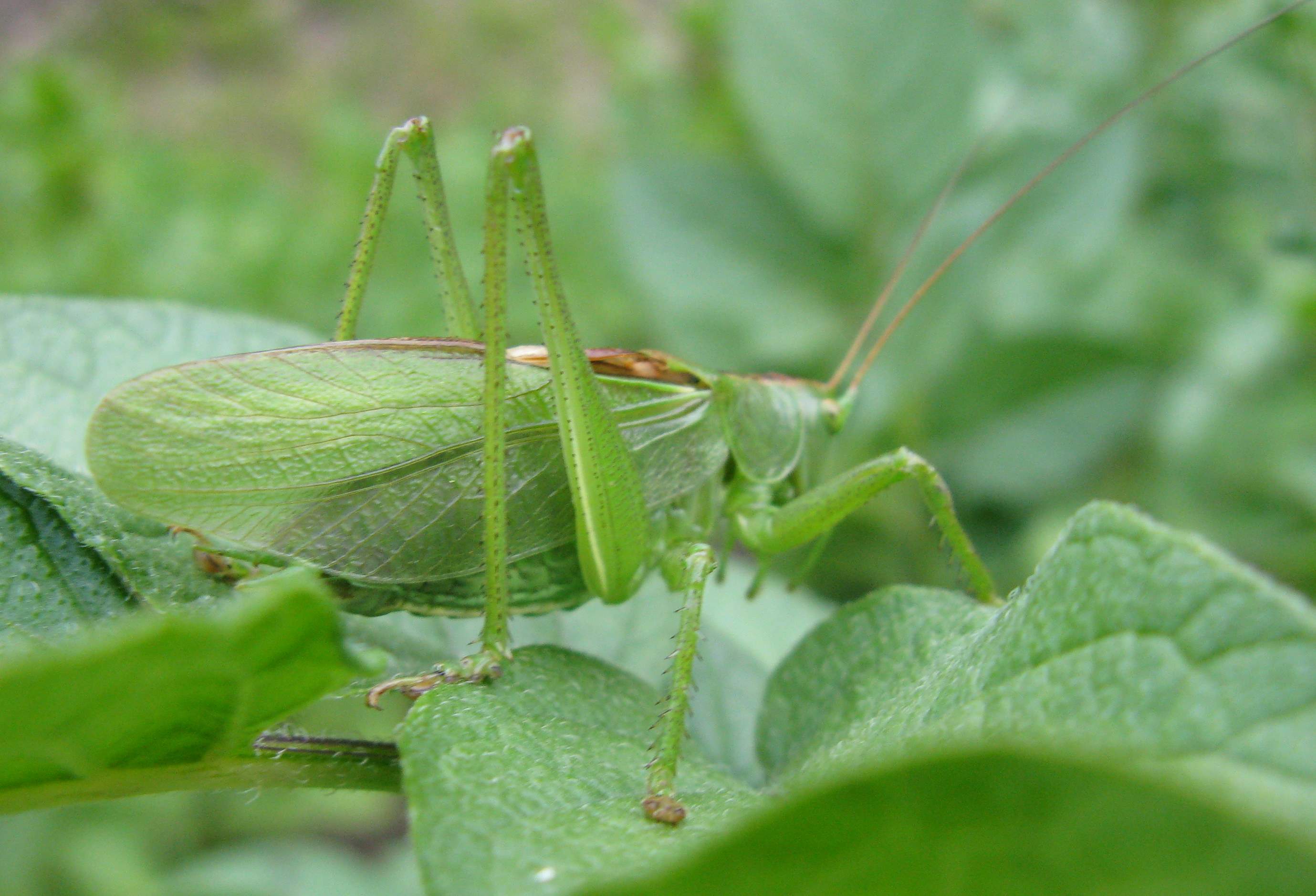 Cavalletta bellunese: Tettigonia cantans